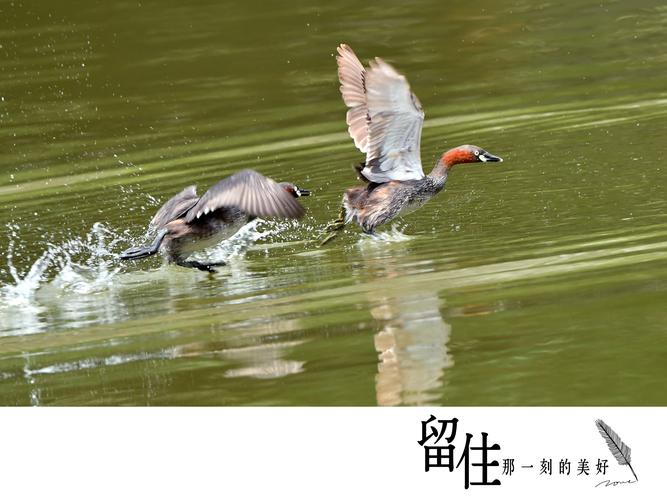 鸟！鸟！鸟！,设计策略快速解答_整版DKJ656.74