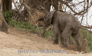 澳门特吗今晚开奖,真实经典策略设计_VR型43.237